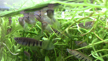 Epiplatys sp. "Akio" Breeding Trios