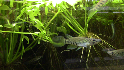 Epiplatys sp. "Akio" Breeding Trios