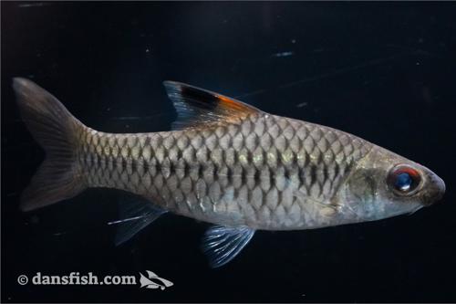 African Clipper Barb