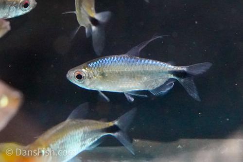 African Blue Diamond Tetra
