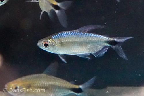African Blue Diamond Tetra