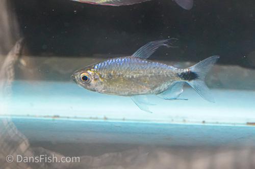 African Blue Diamond Tetra