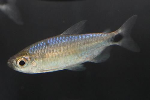 African Blue Diamond Tetra
