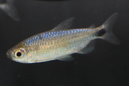 African Blue Diamond Tetra