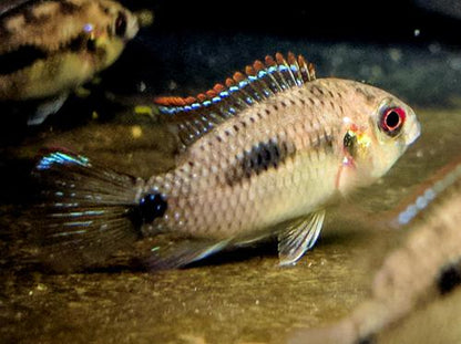 African Butterfly Cichlid
