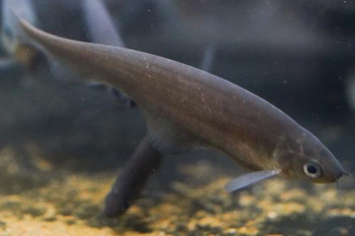African Knife Fish