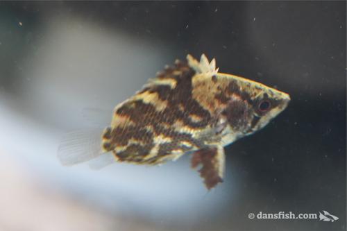 African Leaf Fish
