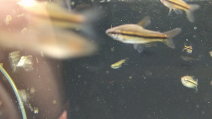 African Pencil Tetra "Akio-Agbowa"