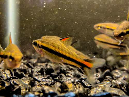 African Pencil Tetra "Akio-Agbowa"