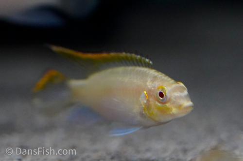 Albino Kribensis