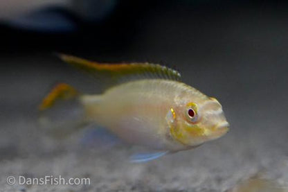 Albino Kribensis