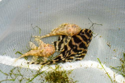 Albino L333 Belo Monte Pleco