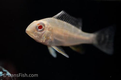 Albino Threadfin Acara