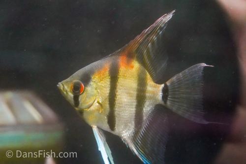 Amapa Red Back Angelfish