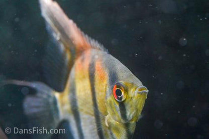 Amapa Red Back Angelfish