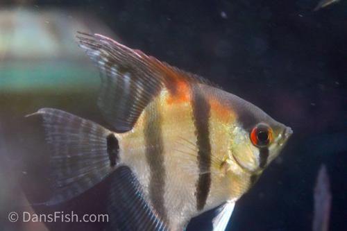 Amapa Red Back Angelfish