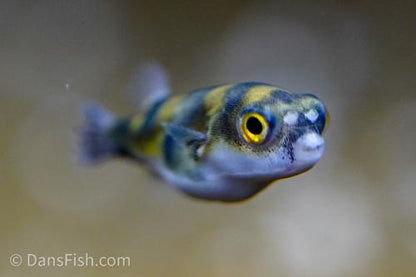 Amazon Puffer