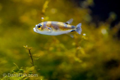 Amazon Puffer