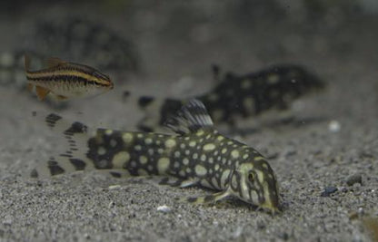Angelicus Loach