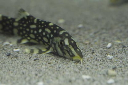 Angelicus Loach