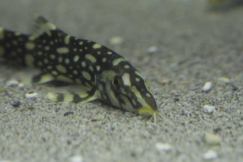 Angelicus Loach