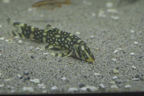 Angelicus Loach