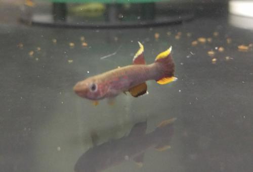 Chocolate Lyretail Killifish, Pair (1M1F)