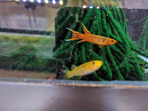 Aphyosemion australe Orange - Males, Male