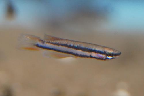Aphyosemion bitaeniatum Agbowa PAIR