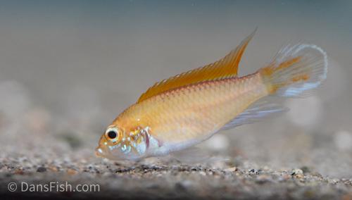 Apisto agassizii 'Fire Red'