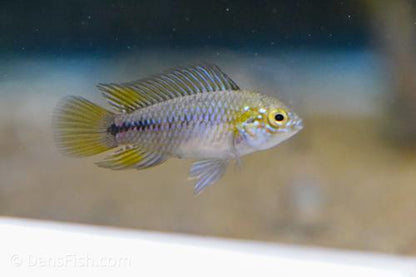 Opal Umbrella Cichlid