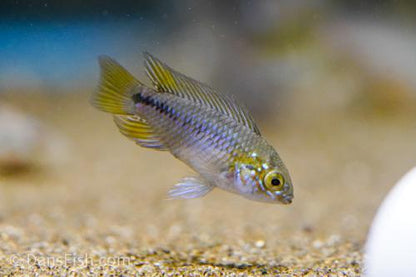 Opal Umbrella Cichlid
