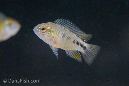 Opal Umbrella Cichlid