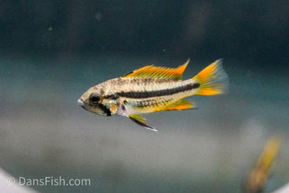 Apisto cacatuoides 'Orange Flash', Breeding Group (1M3F)