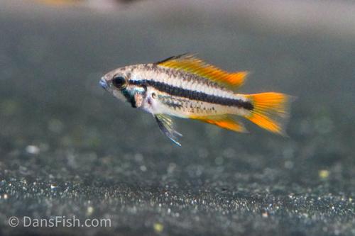 Apisto cacatuoides 'Orange Flash', Breeding Group (1M3F)
