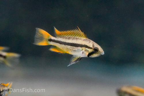 Apisto cacatuoides 'Orange Flash', Breeding Group (1M3F)