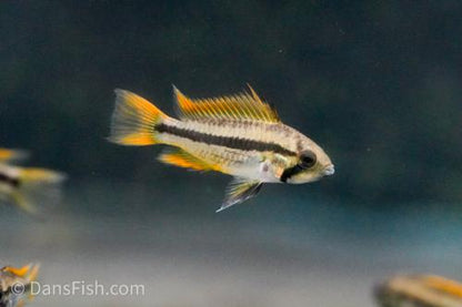Apisto cacatuoides 'Orange Flash', Breeding Group (1M3F)