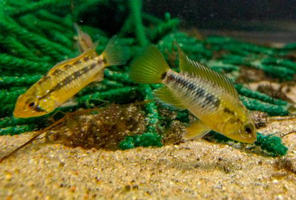 Apistogramma macmasteri