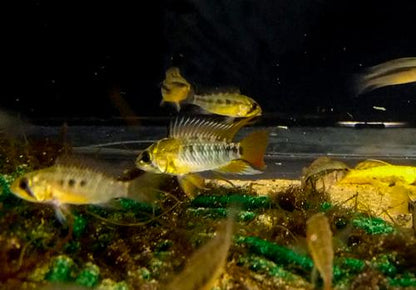 Apistogramma macmasteri