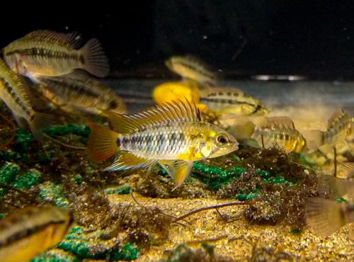 Apistogramma macmasteri