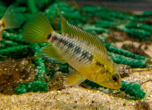 Apistogramma macmasteri