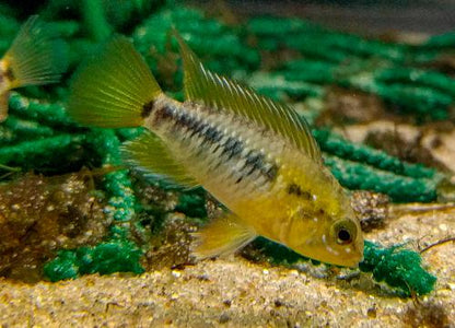 Apistogramma macmasteri