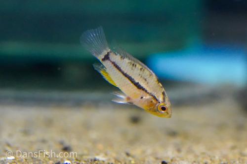 Apistogrammoides pucallpensis