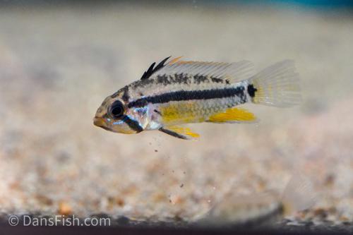 Apistogramma allpahuayo Yellow - Tank #FF4