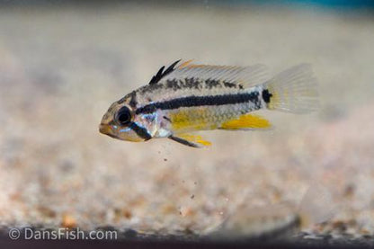 Apistogramma allpahuayo Yellow - Tank #FF4