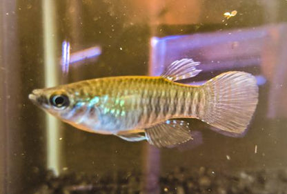 Aplocheilichthys spilauchen "Majidun" - Orange Eyes!