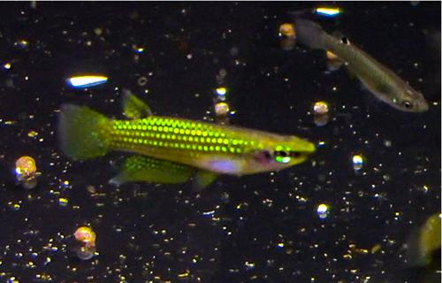 Aplocheilus blockii, Trio (1M2F)