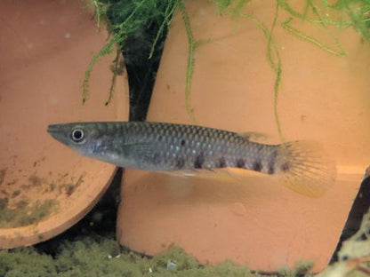 Ceylon Killifish