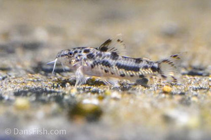 Aspidoras poecilus