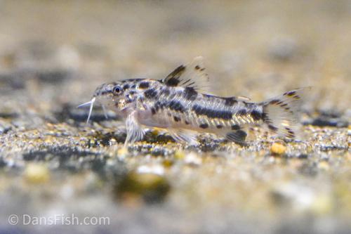 Aspidoras poecilus